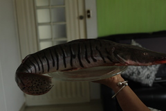 Pseudoplatystoma orinocoense