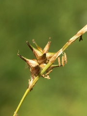 Carex echinata echinata