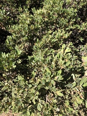 Quercus vacciniifolia