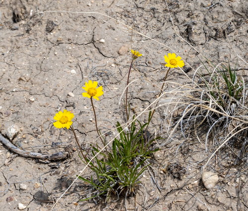 Ives' Four-nerved Daisy (Tetraneuris ivesiana)