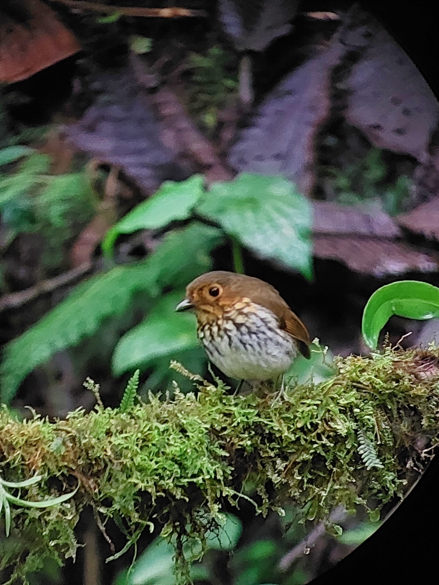 Ochre-breasted Antpitta (Grallaricula flavirostris), photo 4