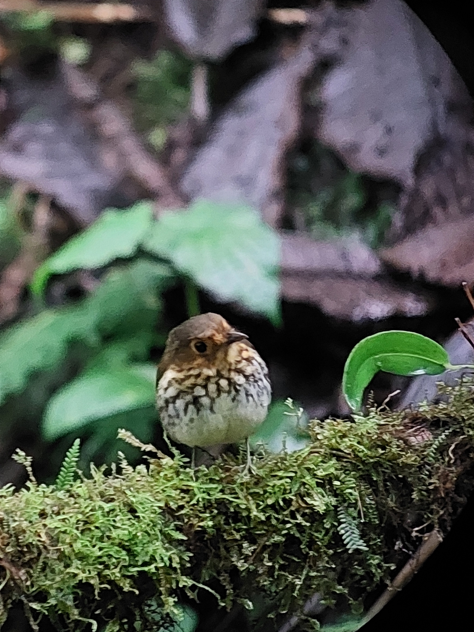 Ochre-breasted Antpitta (Grallaricula flavirostris), photo 5