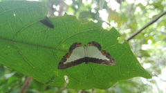 Nymphidium trinidadi