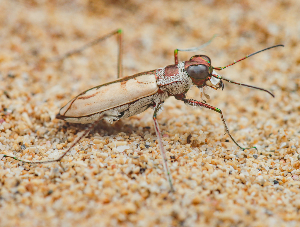 Opilid Tiger Beetles
