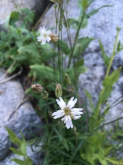 Silene douglasii