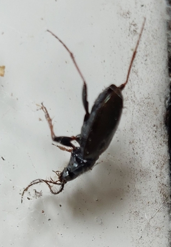 Hairy-horned Springtail-hunter, 5056 NJ Berkel-Enschot, Nederland, photo 7 of 10