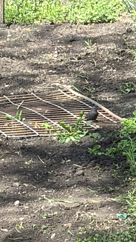 Gray Catbird