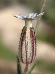 Silene sargentii