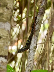 Anolis rubribarbus