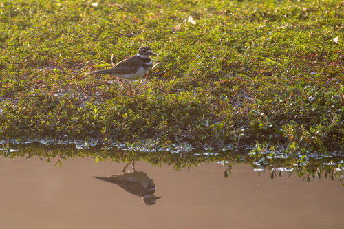 Killdeer photographed in Georgia