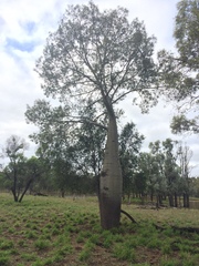 Brachychiton rupestris