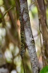 Anolis rubribarbus