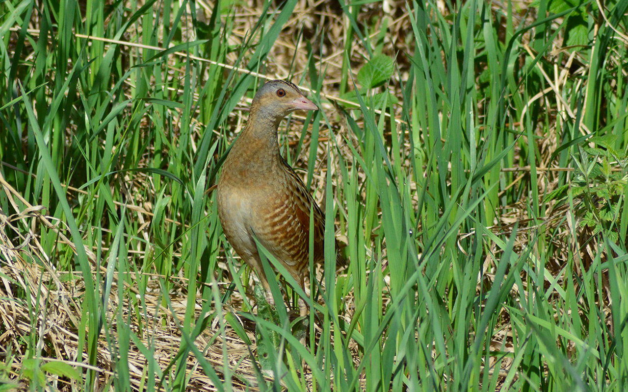 Corncrake (Crex crex)