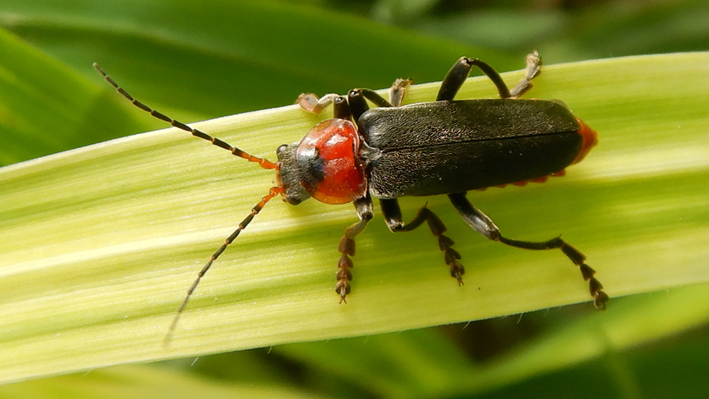 Cantharini