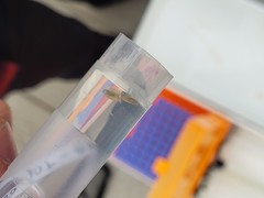 Simocephalus vetulus