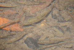 Catostomus occidentalis