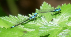 Zoniagrion exclamationis