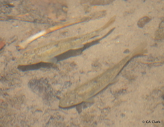 Catostomus occidentalis