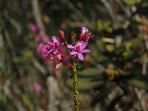 Epidendrum ellipticum Graham