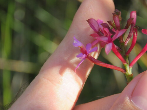 Epidendrum ellipticum Graham 3