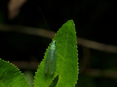 Mallada tripunctatus