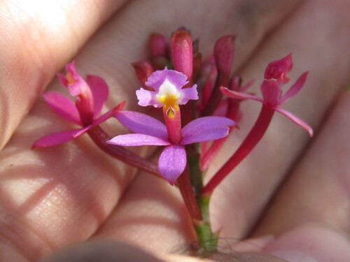 Epidendrum ellipticum Graham 2