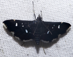Diathrausta harlequinalis