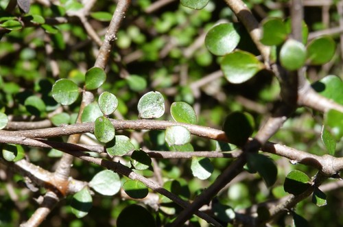 Image of Pittosporum obcordatum by (c) Colin Meurk, some rights reserved (CC BY-SA)