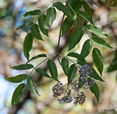 Sambucus cerulea