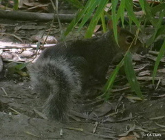 Sciurus carolinensis