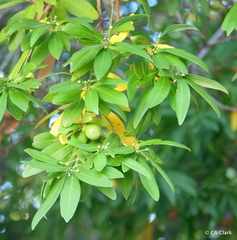 Umbellularia californica