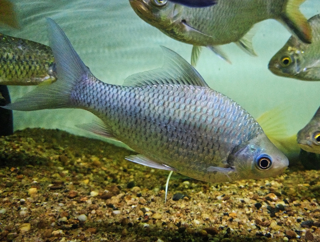 Kebali (Osteochilus schlegelii)