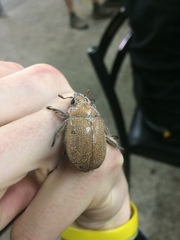 Anoplognathus velutinus