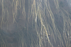 Schoenoplectus subterminalis