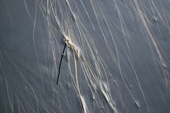 Schoenoplectus subterminalis