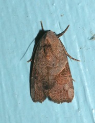 Gonodes liquida