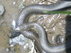Thamnophis melanogaster