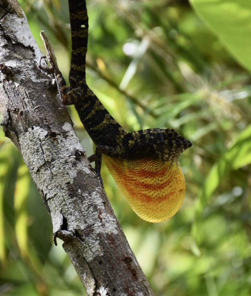 Sagua de Tanamo Anole