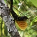 Sagua de Tanamo Anole - Photo (c) Alexis Felipe, some rights reserved (CC BY-NC), uploaded by Alexis Felipe