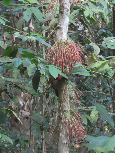 Baccaurea courtallensis, photograph 4