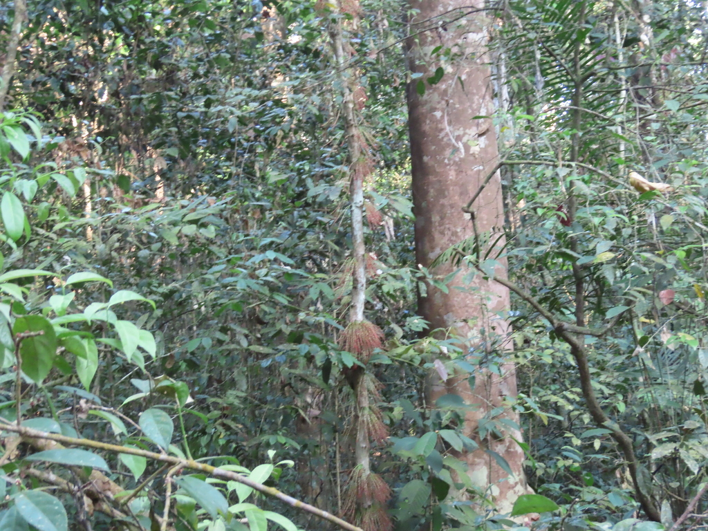 Baccaurea courtallensis; photograph (c) Navaneeth Sini George, some rights reserved (CC BY)