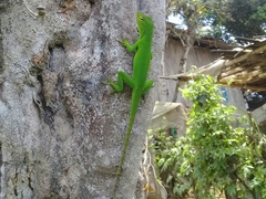 Anolis parvauritus