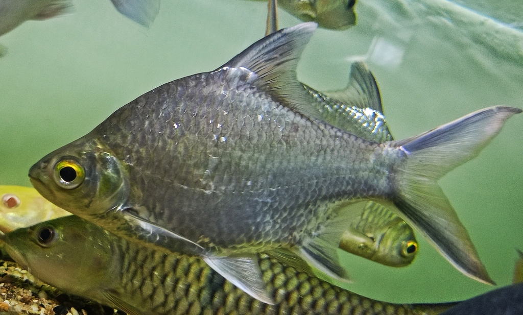 Tinfoil Barb (Barbonymus schwanefeldii)