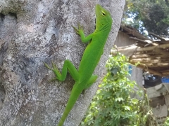 Anolis parvauritus