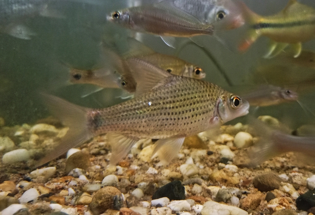 Anematichthys repasson (Anematichthys repasson)