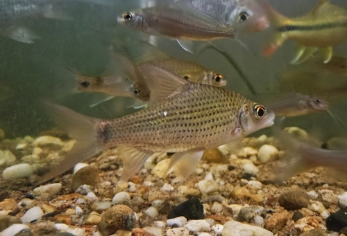 Beardless barb (Anematichthys repasson) — Cyprinidae — 4
