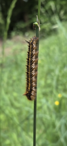 Euthrix potatoria