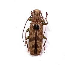 Tmesisternus tessellatus