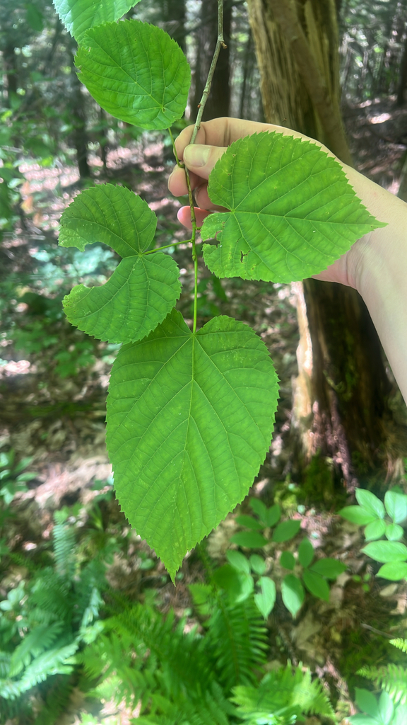 basswood