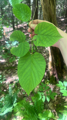 basswood